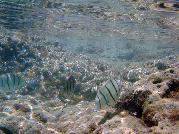 Hanauma bay