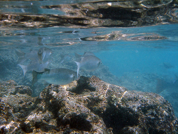 Hanauma bay