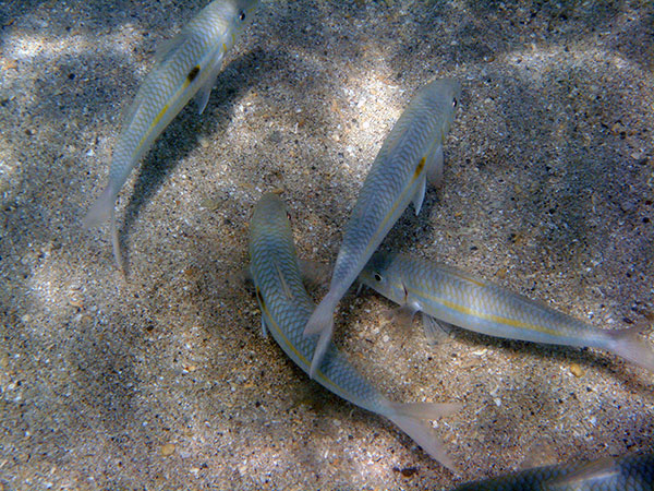 Hanauma bay