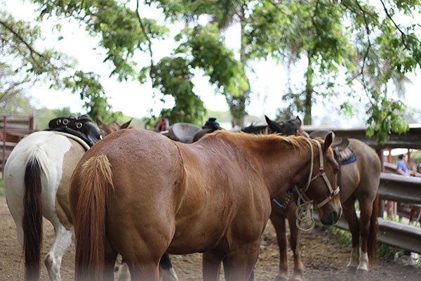 Kualoa Ranch Hawaii