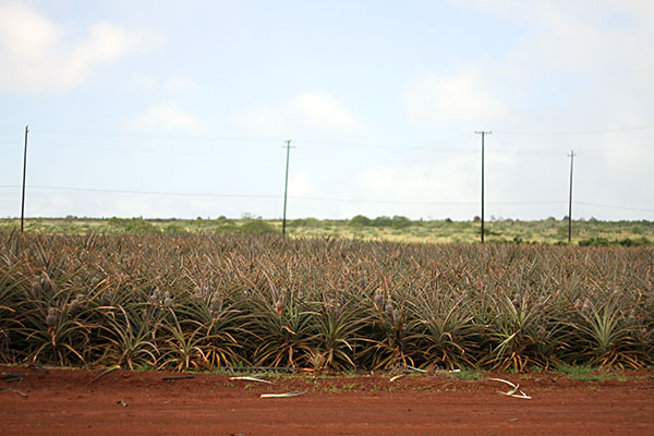 Dole train