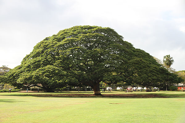 Moanalua Park