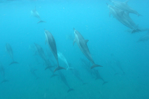 Dolphins!!
