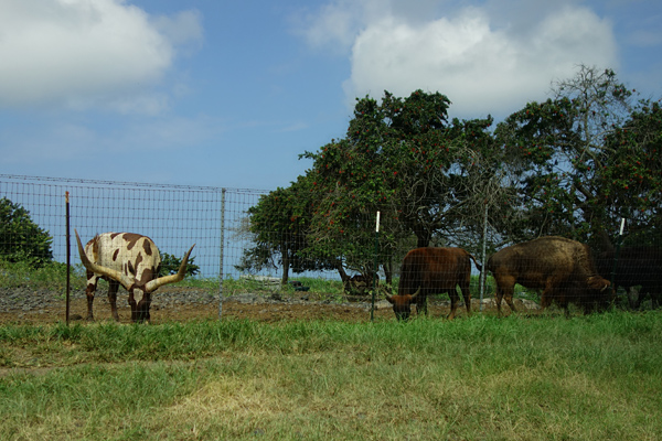 cows