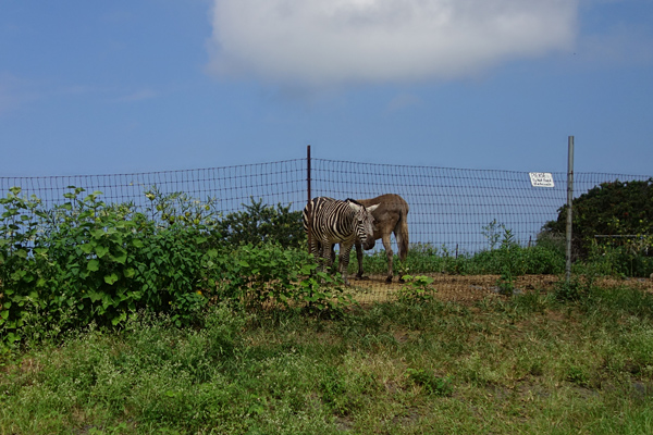 horses